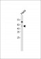 anti-Caspase 9 Antibody